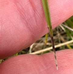 Carex appressa at Kangaroo Valley, NSW - suppressed