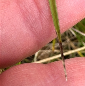 Carex appressa at Kangaroo Valley, NSW - suppressed