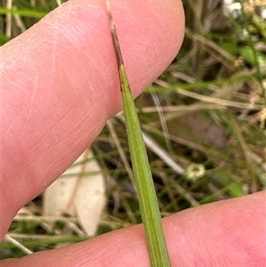 Carex appressa at Kangaroo Valley, NSW - suppressed