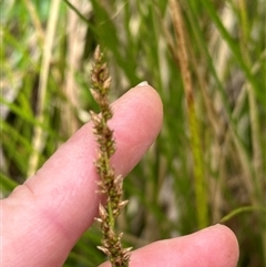 Carex appressa at Kangaroo Valley, NSW - suppressed