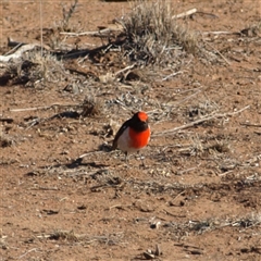 Petroica goodenovii (Red-capped Robin) at Rankins Springs, NSW - 30 Sep 2018 by MatthewFrawley