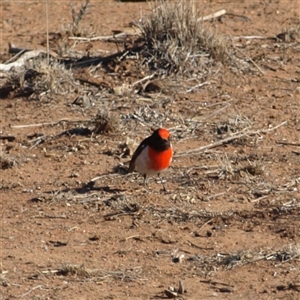 Petroica goodenovii at Rankins Springs, NSW - 30 Sep 2018