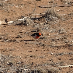 Petroica goodenovii at Rankins Springs, NSW - 30 Sep 2018 08:18 AM