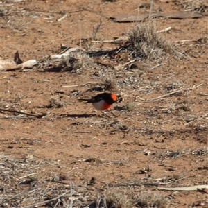 Petroica goodenovii at Rankins Springs, NSW - 30 Sep 2018