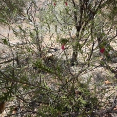 Eremophila latrobei at Quilpie, QLD - 19 Aug 2024 by Paul4K