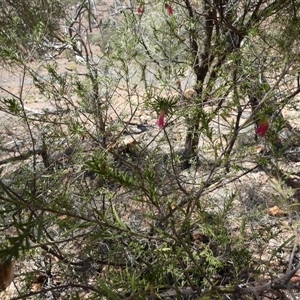 Eremophila latrobei at Quilpie, QLD - 19 Aug 2024 11:32 AM