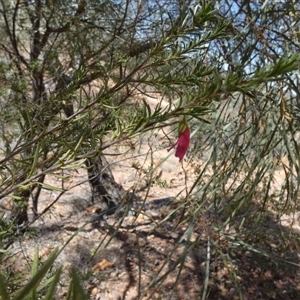 Eremophila latrobei at Quilpie, QLD - 19 Aug 2024 11:32 AM