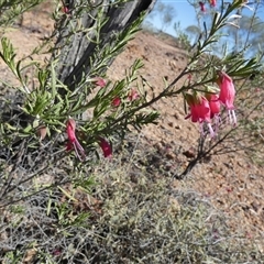 Unidentified at suppressed - 19 Aug 2024