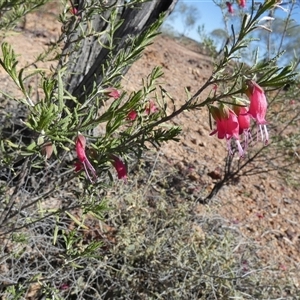 Eremophila latrobei at Quilpie, QLD - 19 Aug 2024 11:32 AM