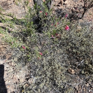 Eremophila latrobei at Quilpie, QLD - 19 Aug 2024 11:32 AM