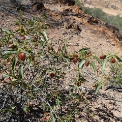 Dodonaea petiolaris at Quilpie, QLD - 19 Aug 2024 by Paul4K