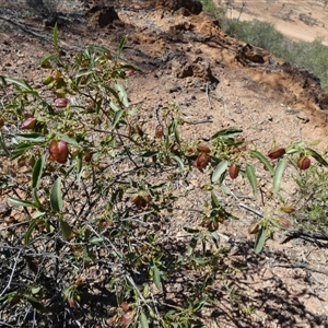 Dodonaea petiolaris at Quilpie, QLD by Paul4K