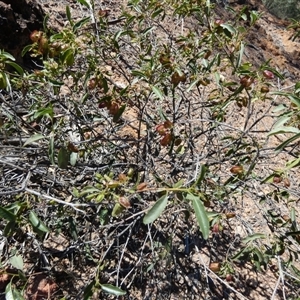 Dodonaea petiolaris at Quilpie, QLD - 19 Aug 2024 11:32 AM