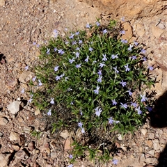 Isotoma axillaris at Quilpie, QLD - 19 Aug 2024 by Paul4K