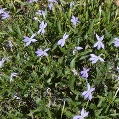 Isotoma petraea at Quilpie, QLD - 19 Aug 2024 11:40 AM