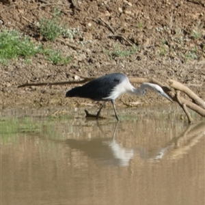 Ardea pacifica (White-necked Heron) at Windorah, QLD by Paul4K