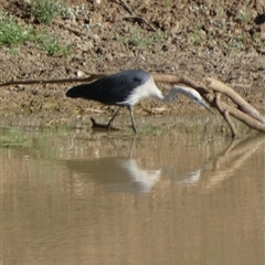 Ardea pacifica at Windorah, QLD - 19 Aug 2024 04:08 PM