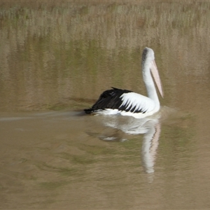 Pelecanus conspicillatus at Windorah, QLD - 19 Aug 2024