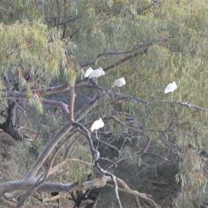 Platalea flavipes at Windorah, QLD - 19 Aug 2024