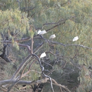Platalea flavipes at Windorah, QLD - 19 Aug 2024 05:40 PM