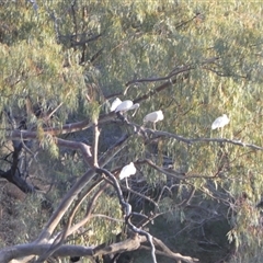 Platalea flavipes at Windorah, QLD - 19 Aug 2024