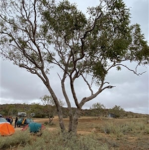 Corymbia terminalis at Tibooburra, NSW - 30 Jun 2024