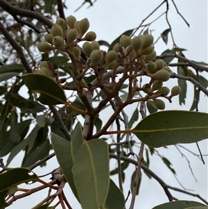 Corymbia terminalis at Tibooburra, NSW - 30 Jun 2024