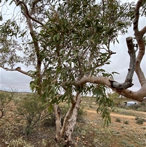 Corymbia terminalis at Tibooburra, NSW - 30 Jun 2024