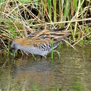 Zapornia pusilla at Strathnairn, ACT - 27 Sep 2024