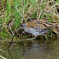 Zapornia pusilla at Strathnairn, ACT - 27 Sep 2024