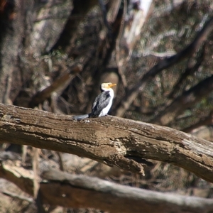 Microcarbo melanoleucos at Darlington Point, NSW - 22 Sep 2024