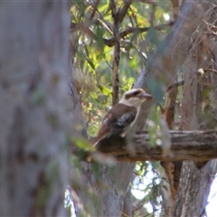 Dacelo novaeguineae (Laughing Kookaburra) at Benerembah, NSW - 22 Sep 2024 by MB