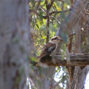 Dacelo novaeguineae at Benerembah, NSW - 22 Sep 2024