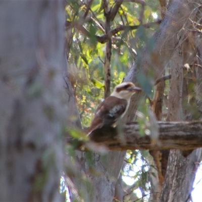 Dacelo novaeguineae (Laughing Kookaburra) at Benerembah, NSW - 22 Sep 2024 by MB