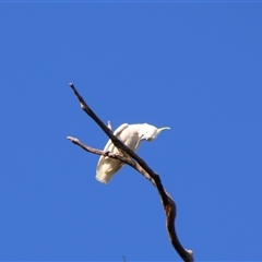 Cacatua galerita (Sulphur-crested Cockatoo) at Darlington Point, NSW - 22 Sep 2024 by MB