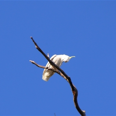 Cacatua galerita (Sulphur-crested Cockatoo) at Darlington Point, NSW - 22 Sep 2024 by MB