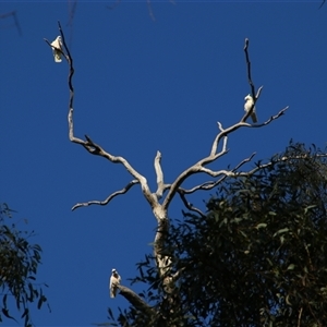 Cacatua galerita at Darlington Point, NSW - 22 Sep 2024 04:20 PM