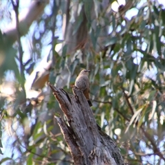 Climacteris picumnus picumnus (Brown Treecreeper) at Benerembah, NSW - 22 Sep 2024 by MB