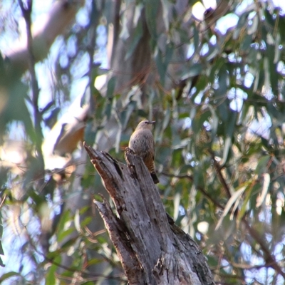 Climacteris picumnus picumnus (Brown Treecreeper) at Benerembah, NSW - 22 Sep 2024 by MB