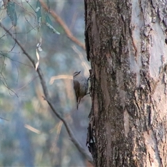 Climacteris picumnus picumnus at Benerembah, NSW - 23 Sep 2024 07:11 AM