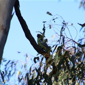 Platycercus elegans flaveolus at Benerembah, NSW - 22 Sep 2024