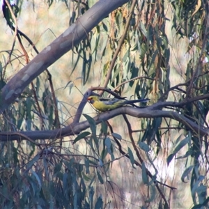 Platycercus elegans flaveolus at Benerembah, NSW - 22 Sep 2024