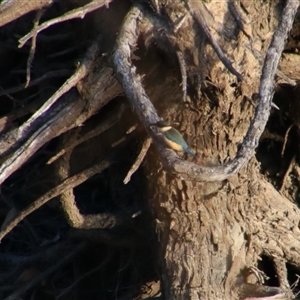 Todiramphus sanctus at Darlington Point, NSW - 22 Sep 2024 04:57 PM