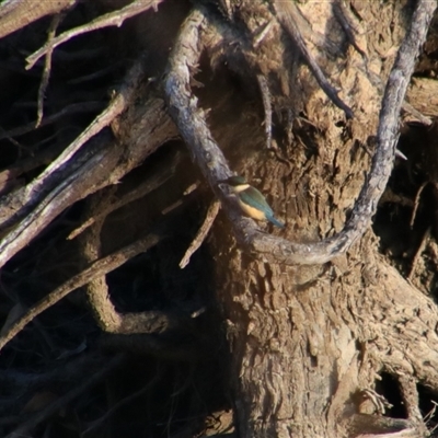 Todiramphus sanctus (Sacred Kingfisher) at Darlington Point, NSW - 22 Sep 2024 by MB