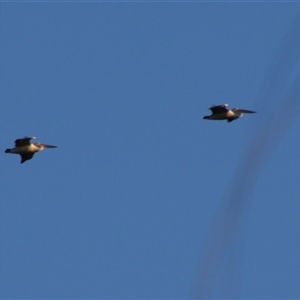 Pelecanus conspicillatus at Darlington Point, NSW - 22 Sep 2024