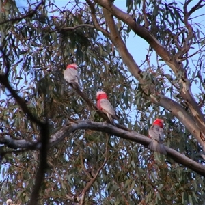 Eolophus roseicapilla at Darlington Point, NSW - 22 Sep 2024 06:23 PM