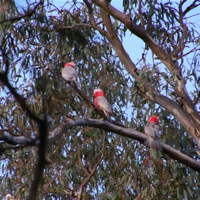 Eolophus roseicapilla (Galah) at Darlington Point, NSW - 22 Sep 2024 by MB