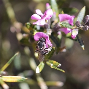 Lasioglossum (Chilalictus) sp. (genus & subgenus) at Moollattoo, NSW - 22 Sep 2024 01:38 PM