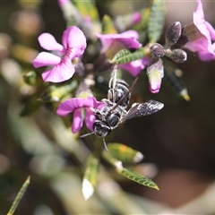 Lasioglossum (Chilalictus) sp. (genus & subgenus) at Moollattoo, NSW - 22 Sep 2024 01:38 PM