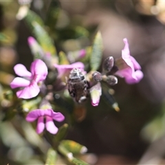 Lasioglossum (Chilalictus) sp. (genus & subgenus) at Moollattoo, NSW - 22 Sep 2024 01:38 PM